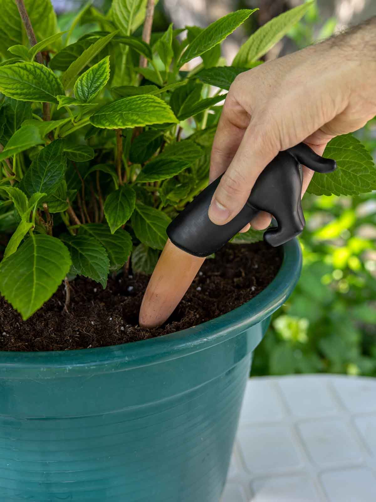 Självvattnande kit för dina växter - Svart hund